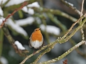 Robin with snow - G